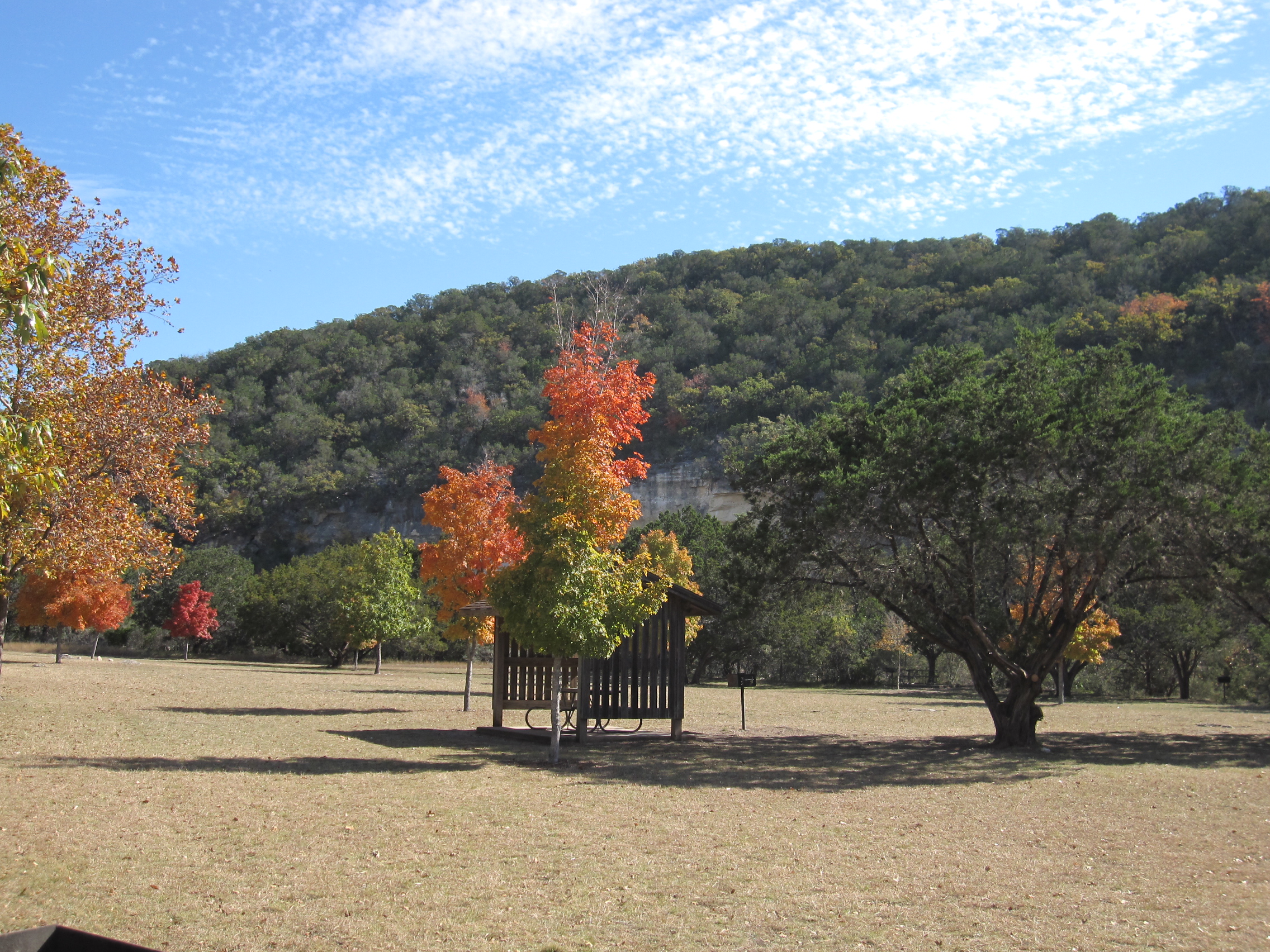 In Texas, it is not easy to spot a maple tree.  You, however, would find several maple trees in the 